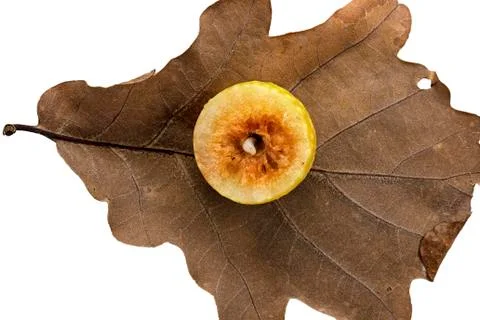 Oak gall apple with larva on leaf of a common oak Common oak gall wasp Cynips Stock Photos
