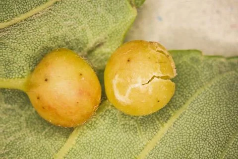Oak gall apple Stock Photos