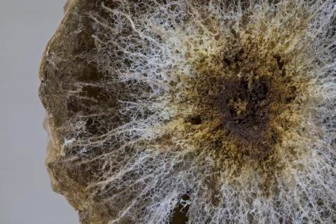 Oak Gall Interior Stock Photos