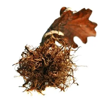 Oak gall Stock Photos