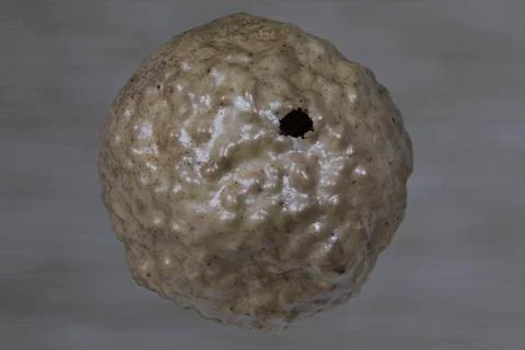 Oak Gall Shell Foto stock