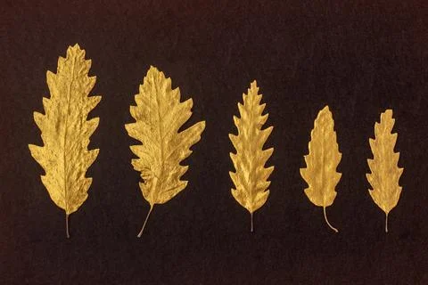 Oak golden leaves on dark background. Autumn concept. Stock Photos