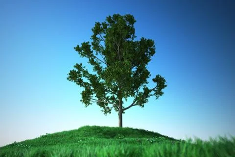 Oak on Grass hill Stock Illustration