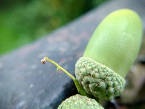Oak green acorn in a hat close-up selective focus Stock Photos