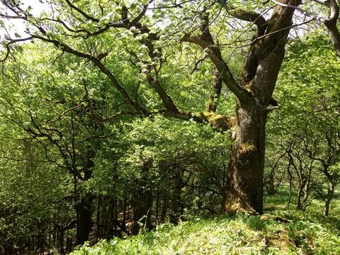 Oak in the green forest Stock Photos
