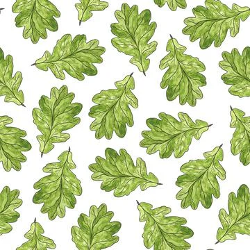 Oak green leaf on a white background. Seamless pattern. Floristic background. イラスト素材