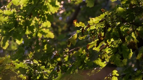 Oak Green Leaves On A Tree And Bright Sun Stock Footage