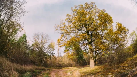 OAK Green Tree And Grass Turn Yellow. Season Change TimeLapse Concept. Season Stock Footage 292011192