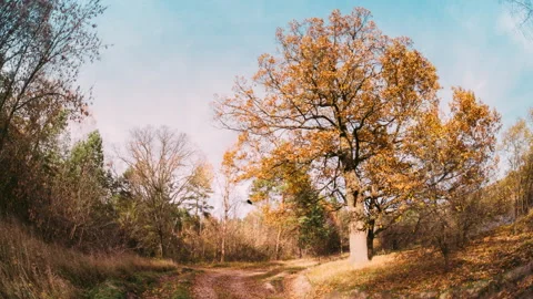 OAK Green Tree And Grass Turn Yellow. Season Change TimeLapse Concept. Season Stock Footage 292245984