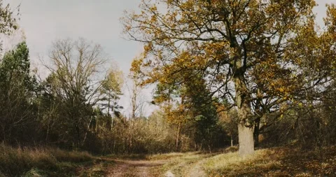 OAK Green Tree And Grass Turn Yellow. Season Change TimeLapse Concept. Season Stock Footage 303247118