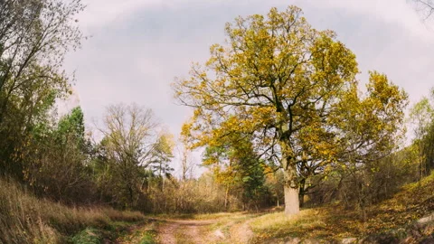 OAK Green Tree And Grass Turn Yellow. Season Change TimeLapse Concept. Season Stock Footage 318410636