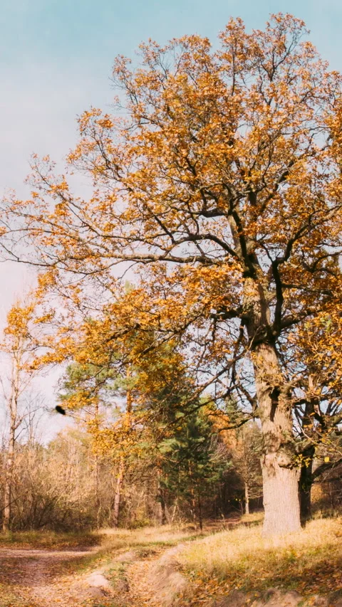OAK Green Tree And Grass Turn Yellow. Season Change TimeLapse Concept. Season Stock Footage 329321783