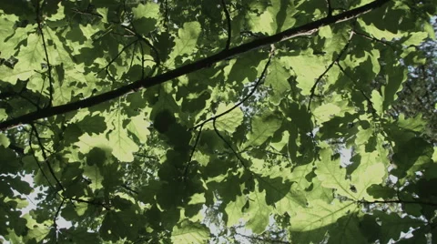 Oak green young leaves close-up in summer evening Video stock 51482853