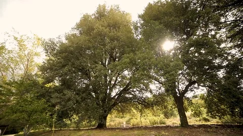Oak grove with backlight Stock Footage 97930512