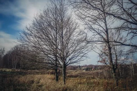 Oak grove on a cloudy day Stock Photos