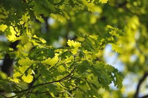 Oak grove Stock Photos