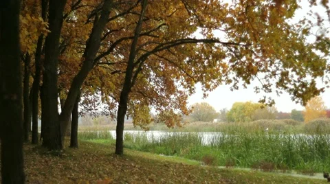 Oak grove on a riverbank Stock Footage 53499207