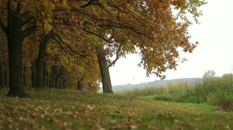 Oak grove on a riverbank 库存影片 53542540