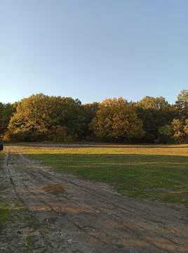 Oak grove at sunset 스톡 사진