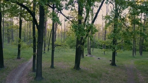 Oak Grove at sunset in the spring. Deciduous forest. The camera rises to the Stock Footage 75675932