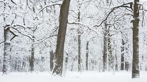 Oak grove in the winter. Stock-Footage 59908510