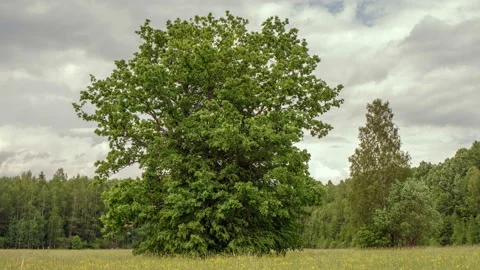 Oak grows near the forest. Time lapse. Stock Footage 108852080