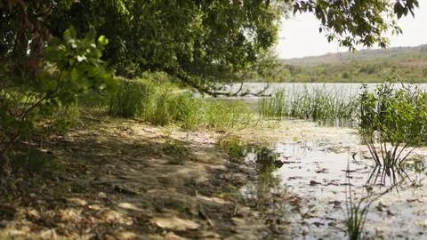 Oak hanging branches on the background of the river Stock Photos