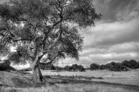 Oak on a hill Stock Photos