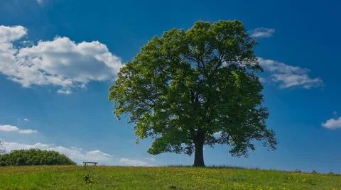 Oak On A Hill In Spring Stock Photos