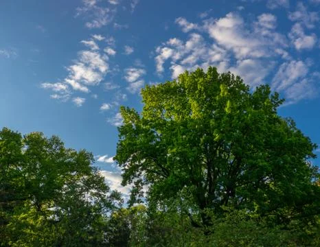 Oak in the last rays of the sun Stock Photos