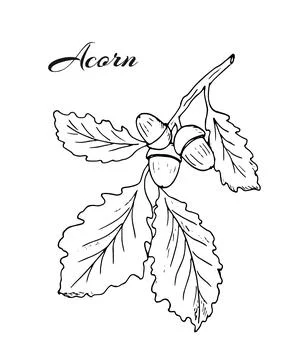 Oak leaf and acorn. Oak branch with acorns and leaves. Hand-drawn botanical.. Stock Illustration