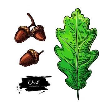 Oak leaf and acorn vector drawing set. Forest elements. 스톡 일러스트