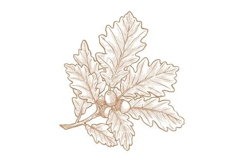 Oak leaf and acorn Vector illustration - Hand drawn - Out line Illustrazione stock