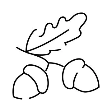 Oak leaf and acorns line art illustration Stock Illustration