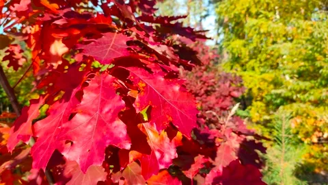 Oak leaf. Autumn time in October. Stock Footage 163669454