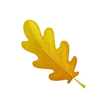 Oak leaf, autumn tree fall isolated leaves foliage Stock Illustration