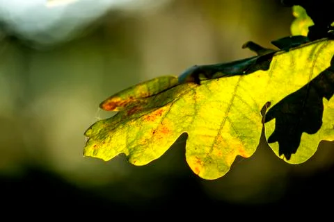 Oak leaf in back light Stock Photos