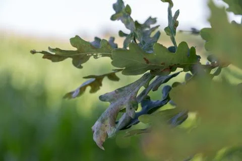Oak leaf background with corn fields Foto stock