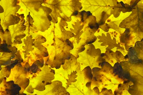 Oak leaf background Stock Photos