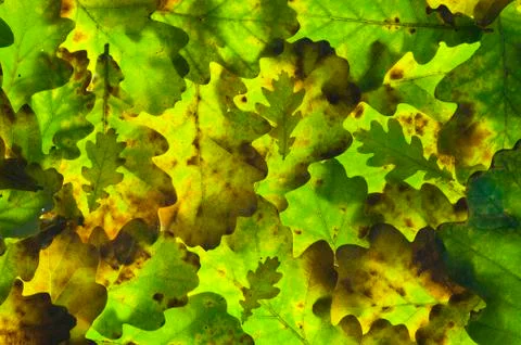 Oak leaf background Stock Photos