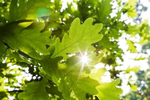 Oak leaf background Foto stock
