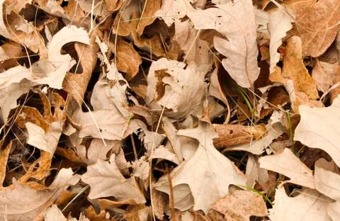 Oak leaf background 스톡 사진