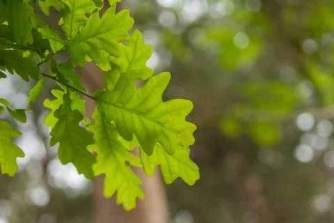 Oak leaf background Stock Photos