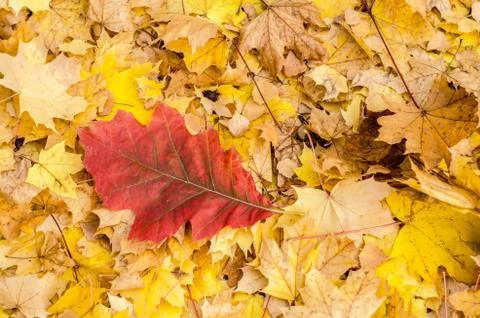 Oak leaf on the background of yellow maple leaves. Foto stock