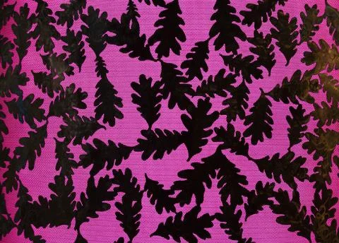 Oak Leaf backlight background art illuminated Stock Photos