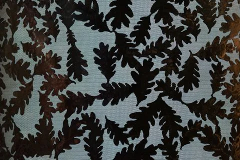 Oak Leaf backlight background art illuminated Stock Photos