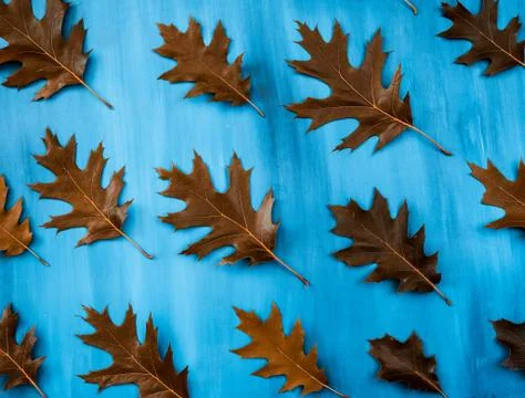 Oak leaf on blue background, flat lay, top view Stock Photos