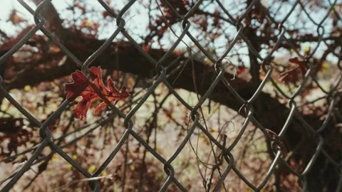 Oak leaf on chain link fence in fall 스톡 동영상 295005436