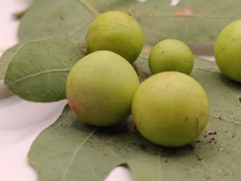Oak leaf close-up Stock Photos