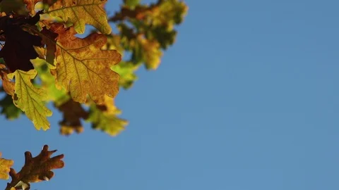 Oak leaf closeup Stock Footage 103486320